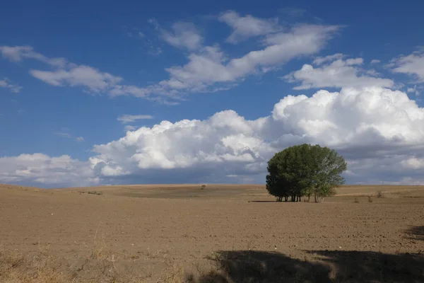 Terrestrial Climate Landscape Dry Fields Poplar Trees Dense Clouds Sky — Stock Photo, Image