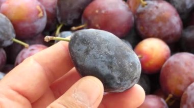Siyah, olgun damson eriği. Damson eriği. Doğal kuruma ile uyumlu.,