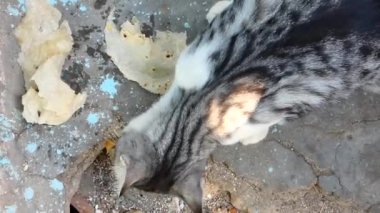 Köy kedisi, gri beyaz evcil kedi ekmek yiyor, çok aç bir kedi.,