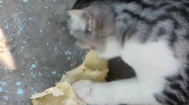 Köy kedisi, gri beyaz evcil kedi ekmek yiyor, çok aç bir kedi.,