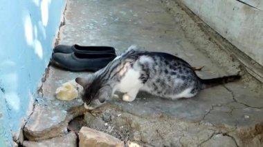 Köy kedisi, gri beyaz evcil kedi ekmek yiyor, çok aç bir kedi.,