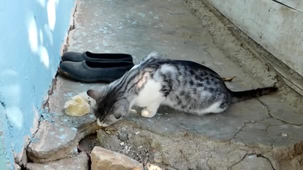 Lantkatt Grå Vit Tamkatt Äter Bröd Mycket Hungrig Katt — Stockvideo