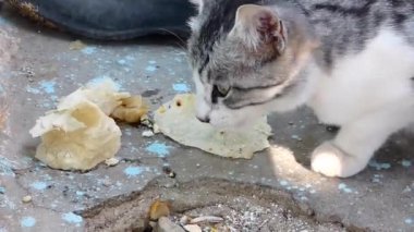 Köy kedisi, gri beyaz evcil kedi ekmek yiyor, çok aç bir kedi.,