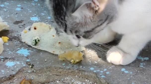 Country Cat Grijs Wit Huiskat Eet Brood Zeer Hongerige Kat — Stockvideo