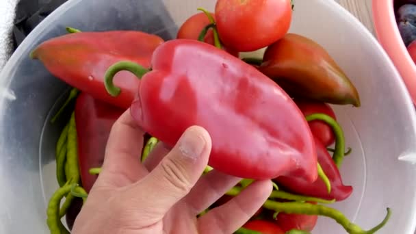 Närbild Capia Peppar Röd Stor Paprika Söt Capia Peppar För — Stockvideo