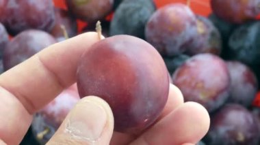 Yakın çekim olgun kırmızı erikler, doğal arka bahçe erikleri,