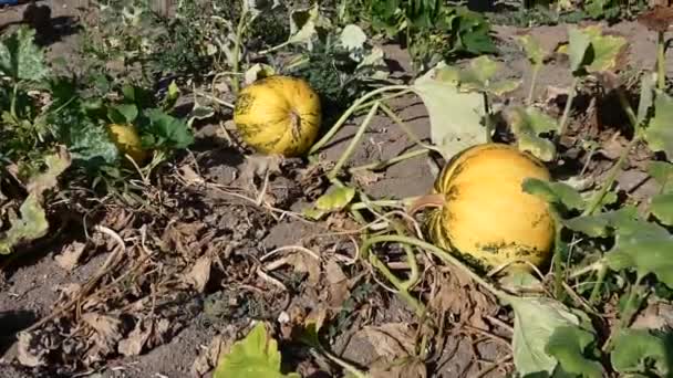 Pumpa Mognad Ett Pumpfält Pumpa Redo Att Skördas Pumpa Planterad — Stockvideo