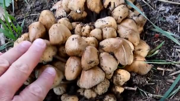 Cogumelo Venenoso Floresta Cogumelos Venenosos Árvore — Vídeo de Stock
