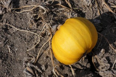 Kabak tarlalarında olgunlaşan kabak tohumu hasat zamanı,