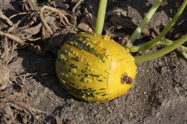 Kabak tarlalarında olgunlaşan kabak tohumu hasat zamanı,