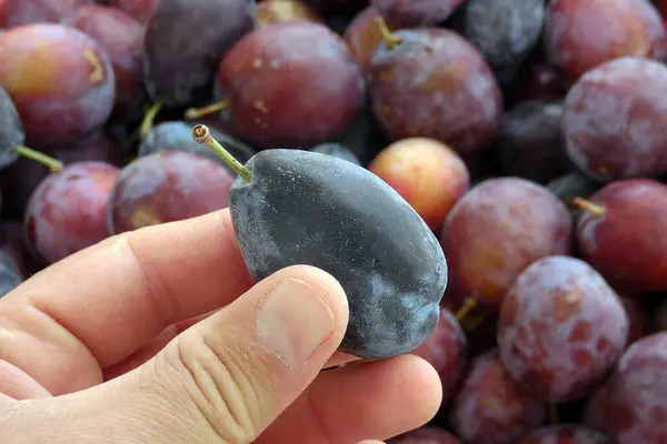 Black Close Ripe Damson Plum Damson Plum Accordance Natural Drying — Stock Photo, Image