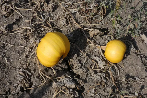 Kabak tarlalarında olgunlaşan kabak tohumu hasat zamanı,