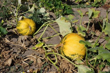 Kabak tarlasında olgunlaşan balkabakları hasat edilmeye hazır balkabakları, tohumlar için ekilen balkabakları.,