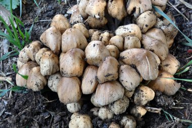 Zehirli orman mantarı, zehirli mantarlar ağaçta,