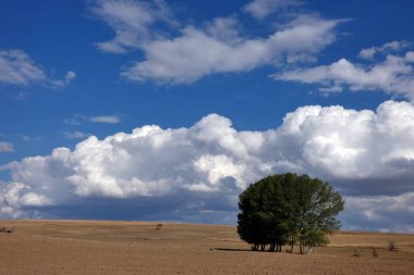 Karasal iklim manzarası, kuru tarlalar, kavak ağaçları ve gökyüzündeki yoğun bulutlar.,
