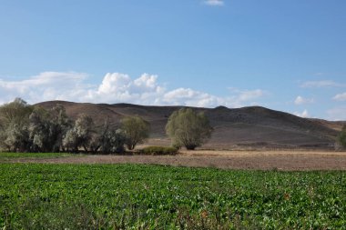 Karasal iklim manzarası, kuru tarlalar, kavak ağaçları ve gökyüzündeki yoğun bulutlar.,
