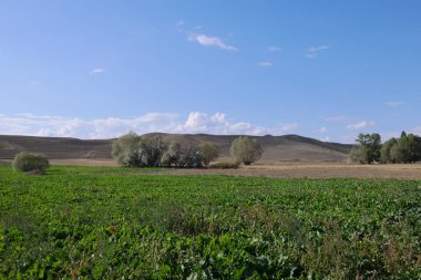 Karasal iklim manzarası, kuru tarlalar, kavak ağaçları ve gökyüzündeki yoğun bulutlar.,