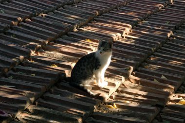 Yakın plan köy kedisi, sokak kedisi sevimli, gri beyaz evcil kedi,