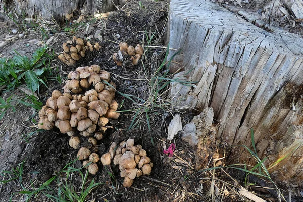 毒のある森キノコ木に毒のあるキノコ — ストック写真