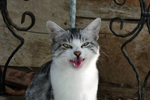 Close Villaggio Gatto Gatto Randagio Carino Grigio Gatto Domestico Bianco — Foto Stock