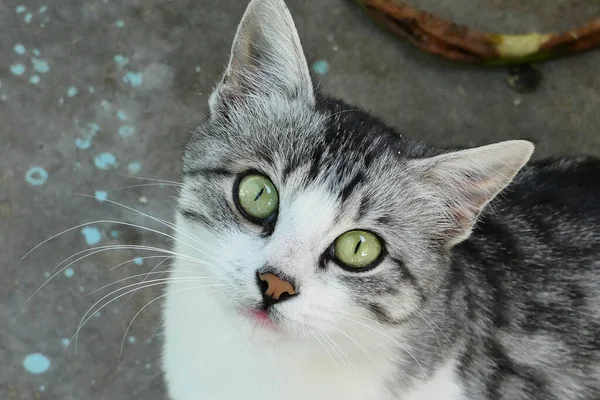 Close Village Cat Stray Cat Cute Gray White Domestic Cat — Stock Photo, Image