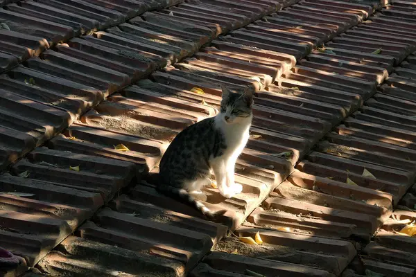 Yakın plan köy kedisi, sokak kedisi sevimli, gri beyaz evcil kedi,