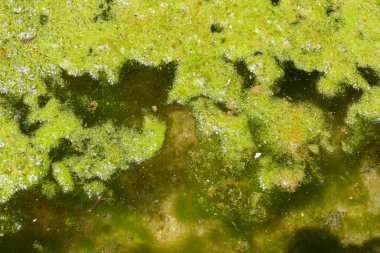 Çok yüksek su kalitesine sahip sert su çeşmesi TDS değeri,