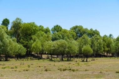 söğüt ağaçları, kıta ikliminin ağaç türlerinden biri, söğüt ağaçlarına yakın çekim,