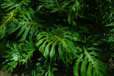 Canlı, yüksek kontrastlı yeşilliklere sahip tropikal yaprak arkaplanı