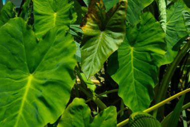 Canlı, yüksek kontrastlı yeşilliklere sahip tropikal yaprak arkaplanı