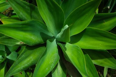 Canlı, yüksek kontrastlı yeşilliklere sahip tropikal yaprak arkaplanı