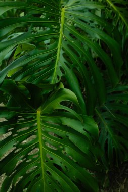 Canlı, yüksek kontrastlı yeşilliklere sahip tropikal yaprak arkaplanı