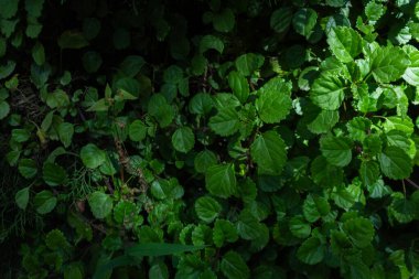 Canlı, yüksek kontrastlı yeşilliklere sahip tropikal yaprak arkaplanı