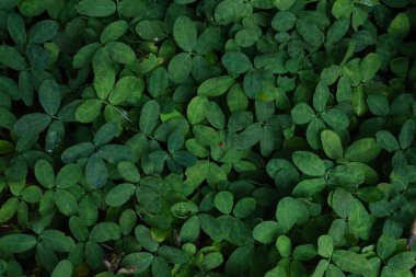 Canlı, yüksek kontrastlı yeşilliklere sahip tropikal yaprak arkaplanı