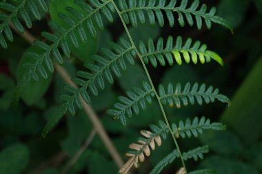 Canlı, yüksek kontrastlı yeşilliklere sahip tropikal yaprak arkaplanı