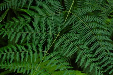 Canlı, yüksek kontrastlı yeşilliklere sahip tropikal yaprak arkaplanı