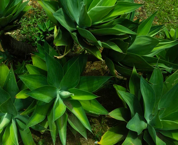 Canlı, yüksek kontrastlı yeşilliklere sahip tropikal yaprak arkaplanı