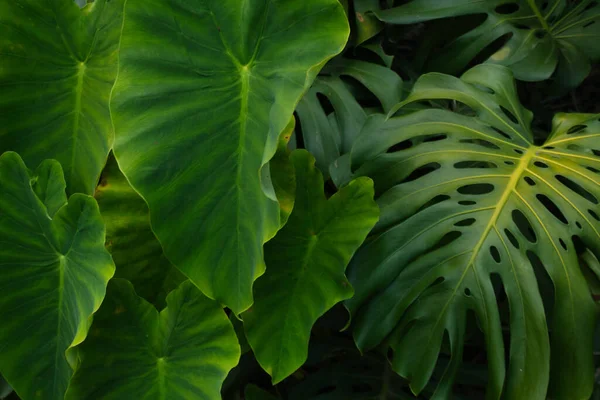 Canlı, yüksek kontrastlı yeşilliklere sahip tropikal yaprak arkaplanı