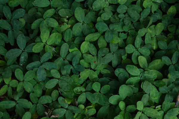 Canlı, yüksek kontrastlı yeşilliklere sahip tropikal yaprak arkaplanı