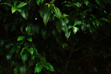 Canlı, yüksek kontrastlı yeşilliklere sahip tropikal yaprak arkaplanı