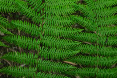 Canlı, yüksek kontrastlı yeşilliklere sahip tropikal yaprak arkaplanı