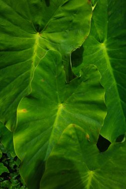Canlı, yüksek kontrastlı yeşilliklere sahip tropikal yaprak arkaplanı