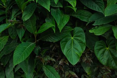 Canlı, yüksek kontrastlı yeşilliklere sahip tropikal yaprak arkaplanı