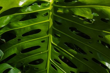 Canlı, yüksek kontrastlı yeşilliklere sahip tropikal yaprak arkaplanı