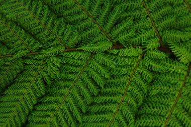 Canlı, yüksek kontrastlı yeşilliklere sahip tropikal yaprak arkaplanı