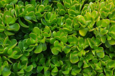 Canlı, yüksek kontrastlı yeşilliklere sahip tropikal yaprak arkaplanı