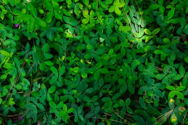 Canlı, yüksek kontrastlı yeşilliklere sahip tropikal yaprak arkaplanı