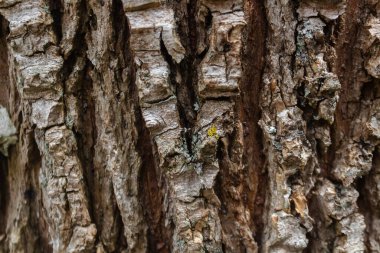 Yüksek kontrastlı ahşap doku ve iyi çözünürlük