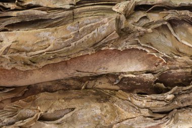 Yüksek kontrastlı ahşap doku ve iyi çözünürlük