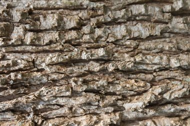 Yüksek kontrastlı ahşap doku ve iyi çözünürlük